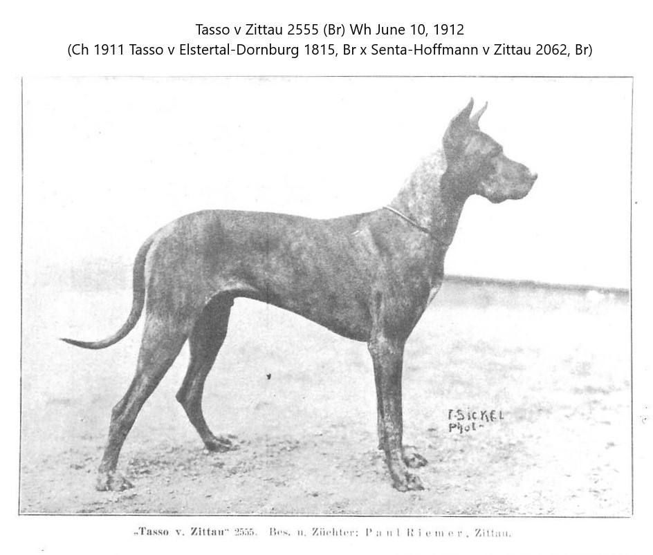 Tasso v Zittau